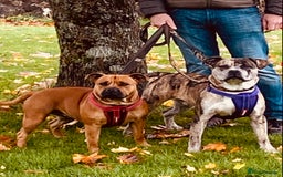 American Bull Staffy dogs for sale: Pups due 22 August  - Image 11