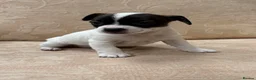 Jack Russell dogs for sale: Old fashioned pocket Jack Russell  in Gillingham - Advert 8