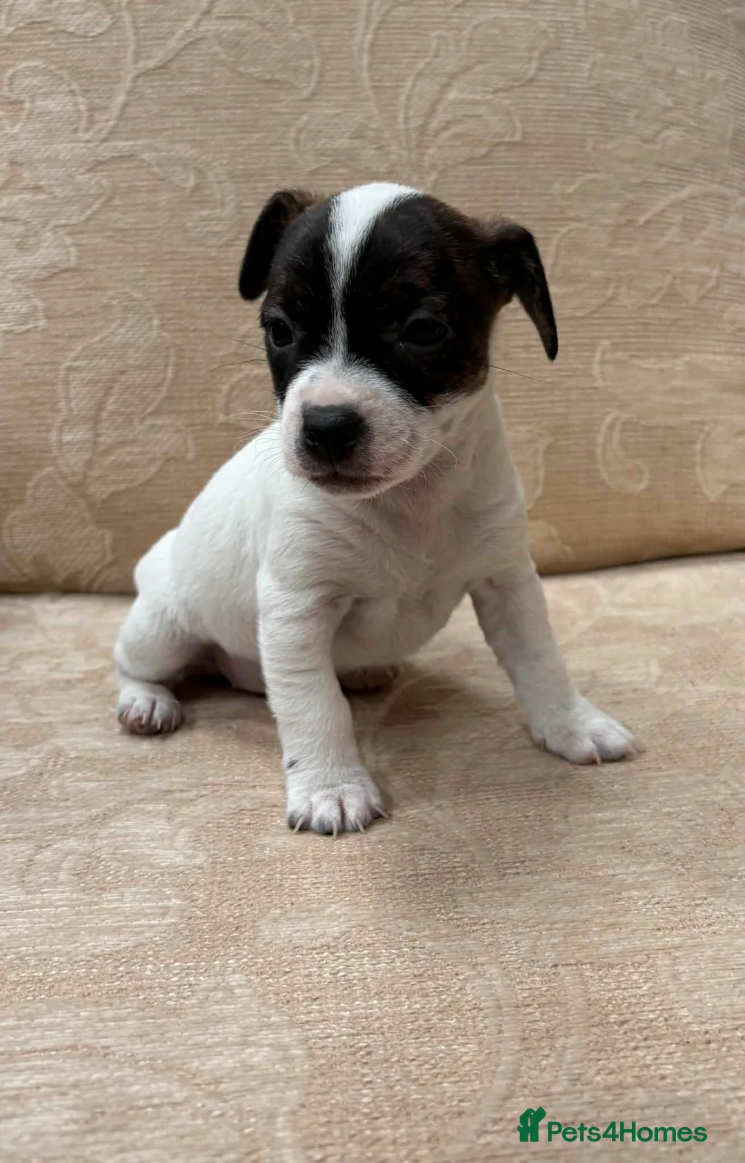 Jack Russell dogs for sale: Old fashioned pocket Jack Russell  in Gillingham - Advert 8
