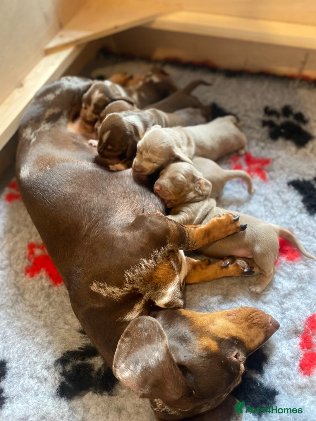Miniature Dachshund dogs for sale: STUNNING Mini Dachs 🩶 🤎 - Advert 16
