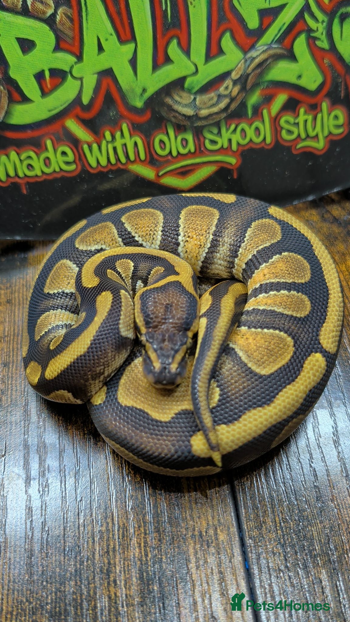 Python Snake reptiles Enchi stranger 100% het clown  - Advert 1