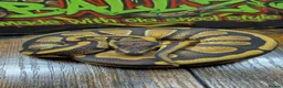 Python Snake reptiles for sale: Enchi stranger 100% het clown  - Advert 1