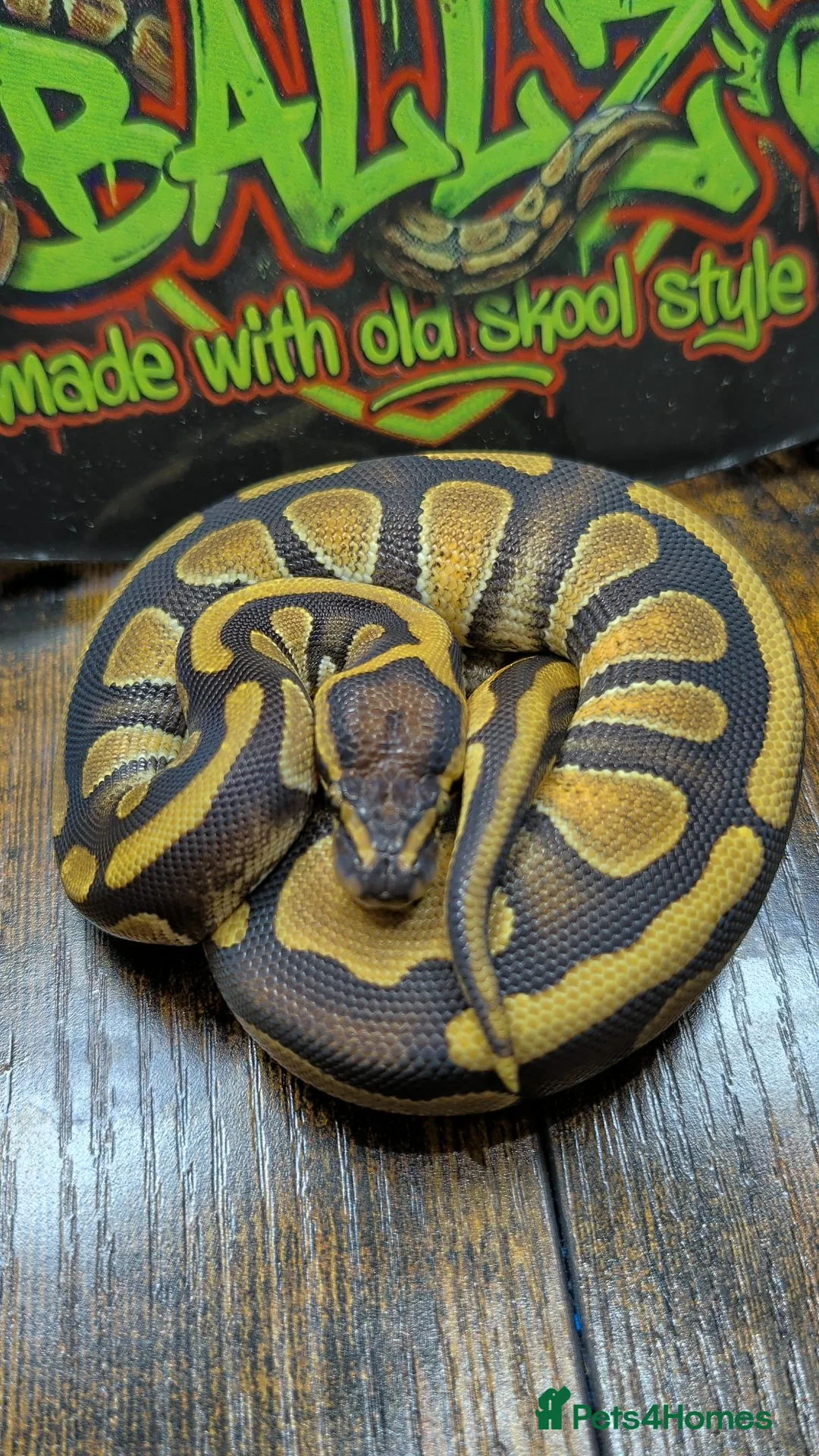 Python Snake reptiles for sale: Enchi stranger 100% het clown  - Advert 1