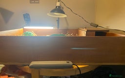 Tortoise reptiles for sale: 2 Female Russian/Horsefield Tortoises - Image 4