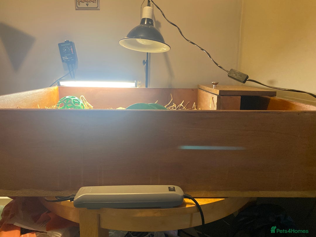 Tortoise reptiles for sale: 2 Female Russian/Horsefield Tortoises - Image 4