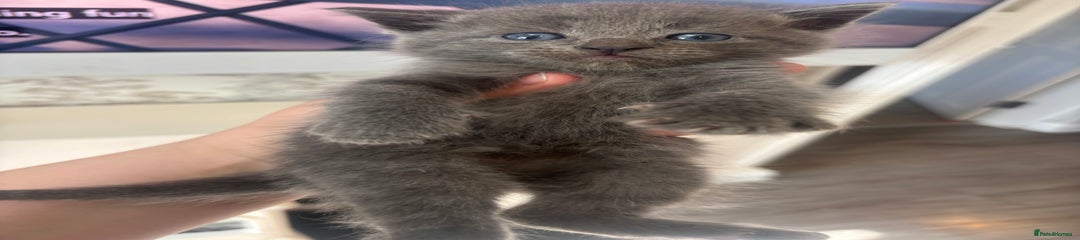 Grey boy