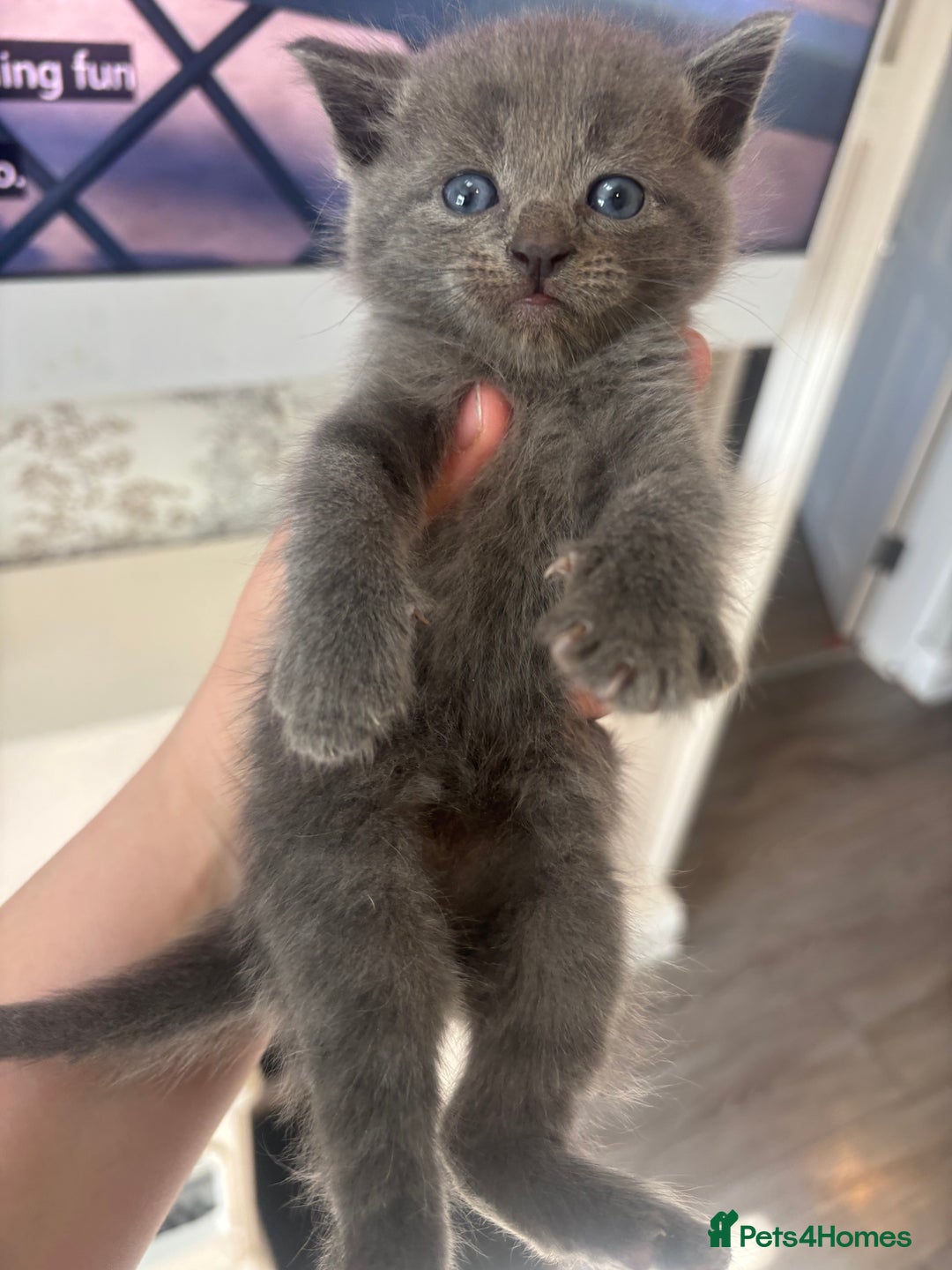 British Shorthair cats for sale: 4 beautiful kittens ready soon! - Image 1