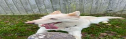 German Shepherd dogs for sale: Naga/Cas - Advert 3