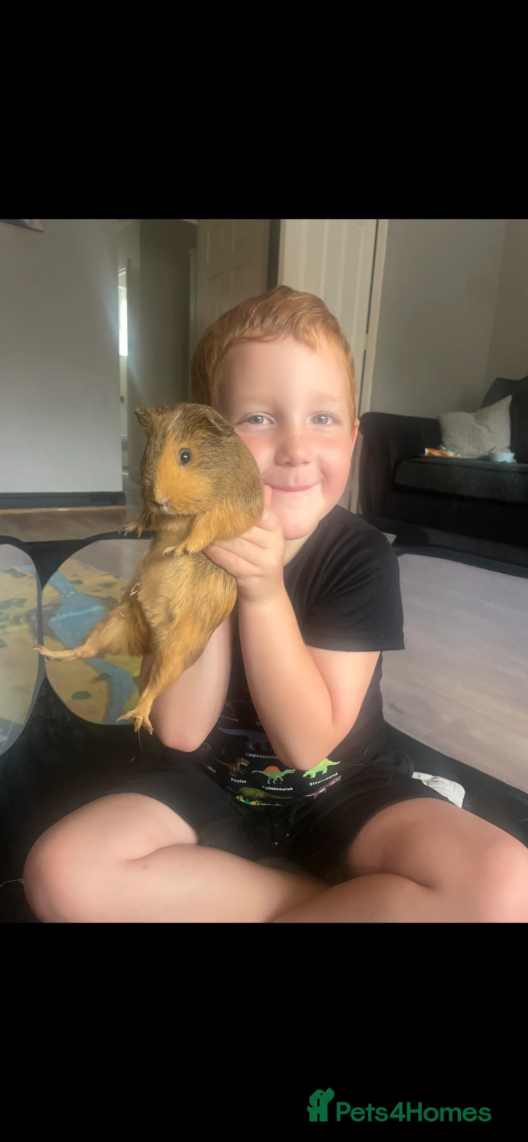 Guinea Pig rodents for sale: Female guinea pigs - Advert 3