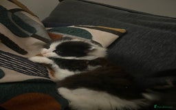 Mixed Breed cats for sale: four Gorgeous kittens looking for a loving home  - Image 8