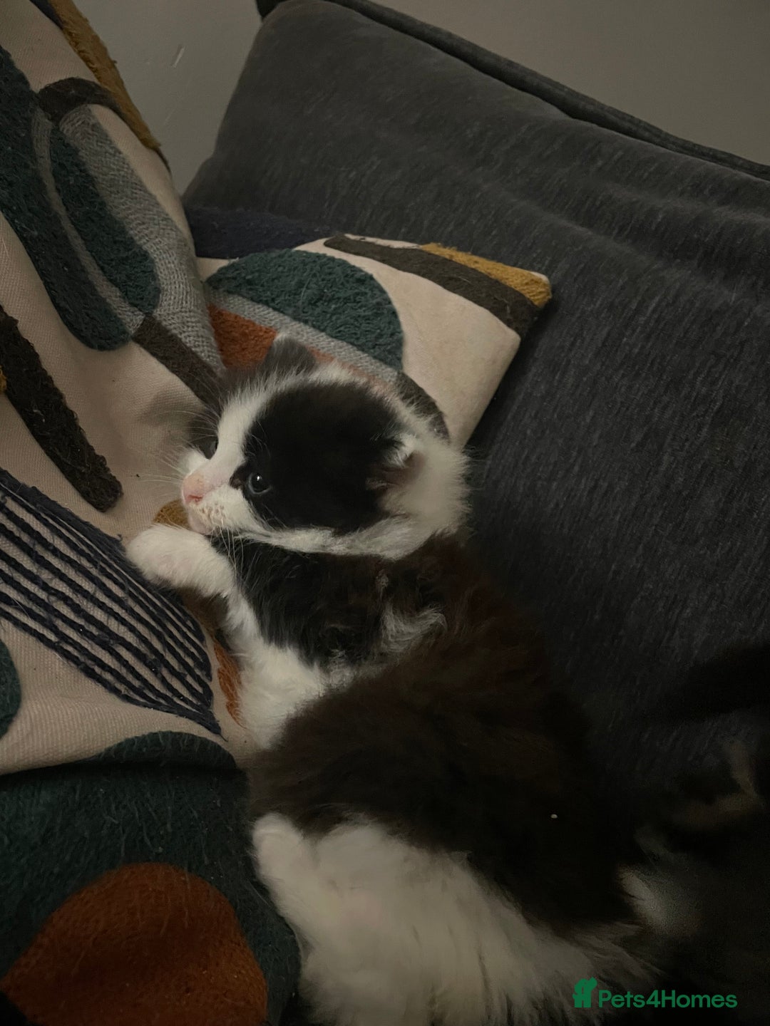 Mixed Breed cats for sale: four Gorgeous kittens looking for a loving home  - Image 8