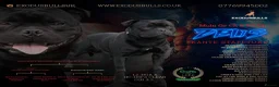 Staffordshire Bull Terrier dogs for sale: KC registered Staffordshire bull terrier puppy  - Advert 3