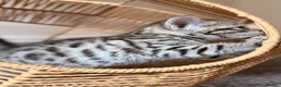 Bengal cats for sale: 🐆✨[REDUCED REDUCED!!!] LAST TWO – PURE BENGAL’S❤️ - Advert 23