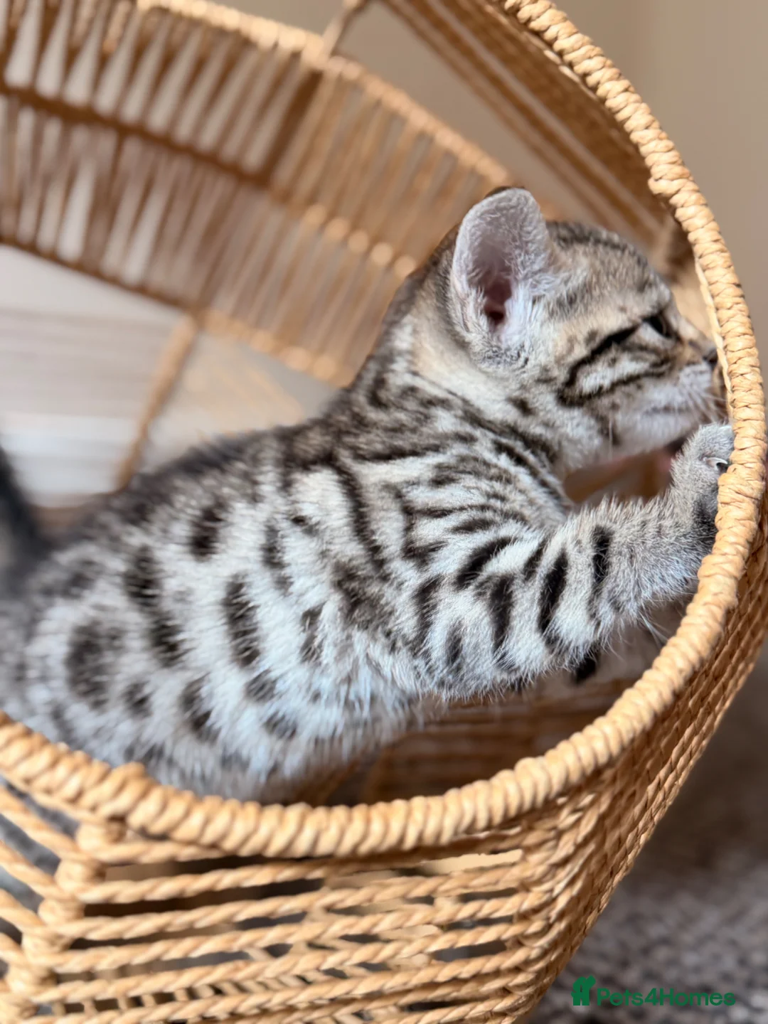 Bengal cats for sale: 🐆✨[REDUCED REDUCED!!!] LAST TWO – PURE BENGAL’S❤️ - Advert 23
