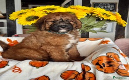 Saint Bernard dogs for sale: F1 last 1 girl left st doodles puppies for sale - Image 7