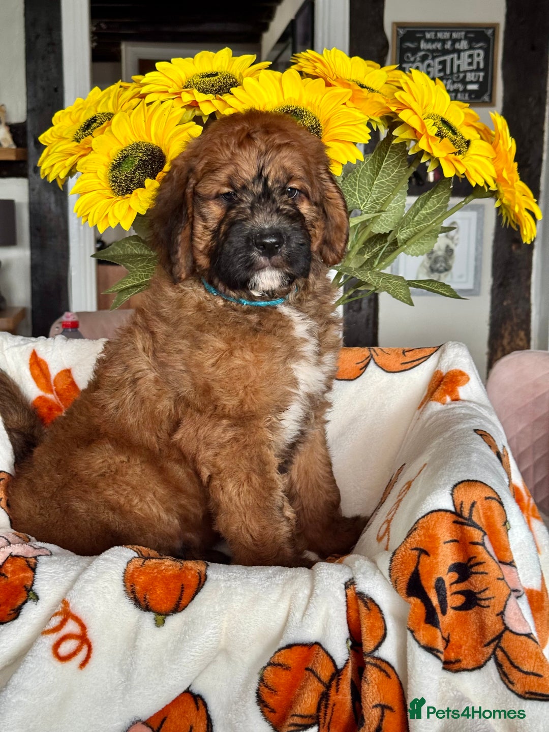 Saint Bernard dogs for sale: F1 last 1 girl left st doodles puppies for sale - Image 7