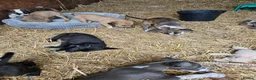 Lurcher dogs for sale: Stunning Kelpie lurchers  - Advert 40