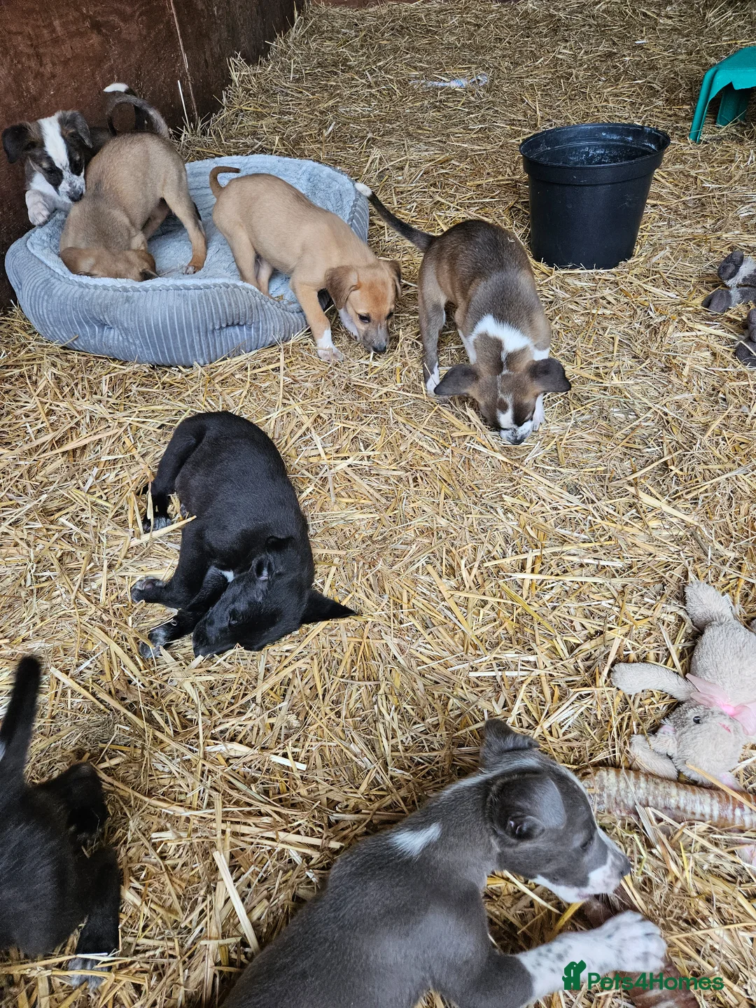 Lurcher dogs for sale: Stunning Kelpie lurchers  - Advert 40