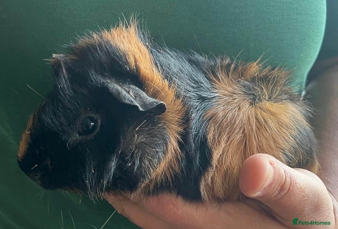 Guinea Pig rodents Baby boar guinea pigs  - Advert 1