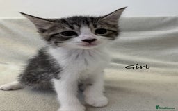 Mixed Breed cats for sale: Cute kittens looking for nice home  - Image 14