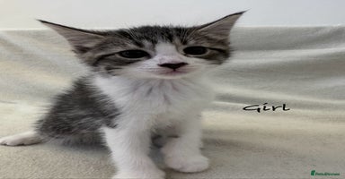 Mixed Breed cats - Advert 11
