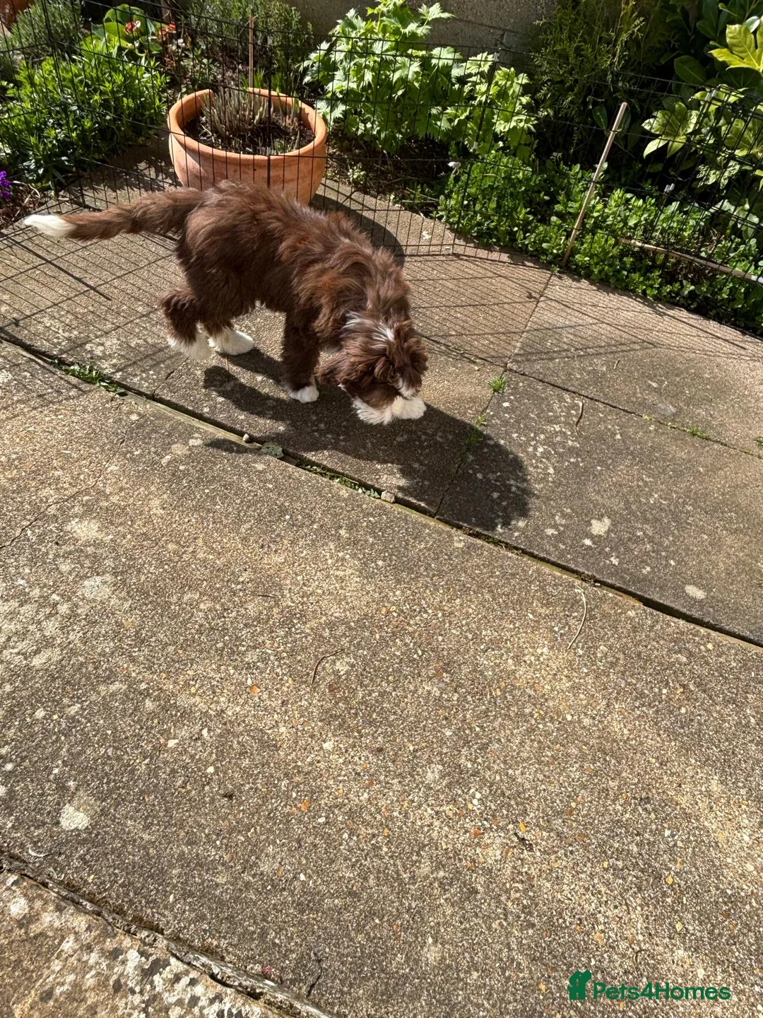 Bearded Collie dogs for sale: Bearded collie  - Advert 8