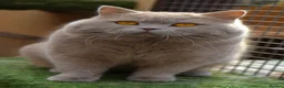 British Shorthair cats for sale: GCCF British Shorthair blue bi colour girl - Advert 15