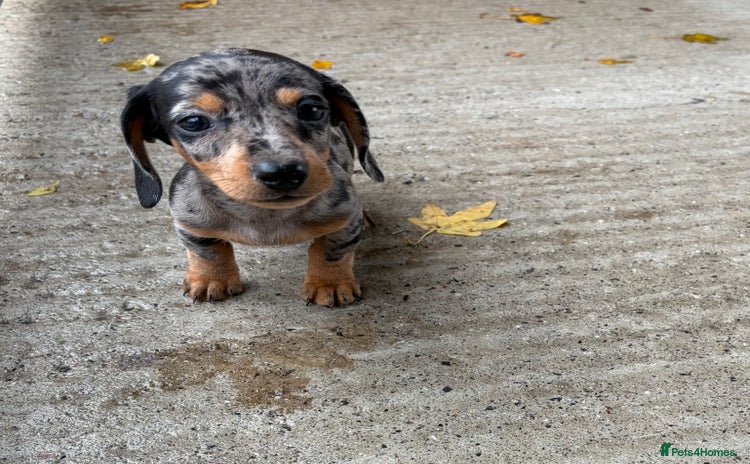 Miniature Dachshund dogs - Advert 1