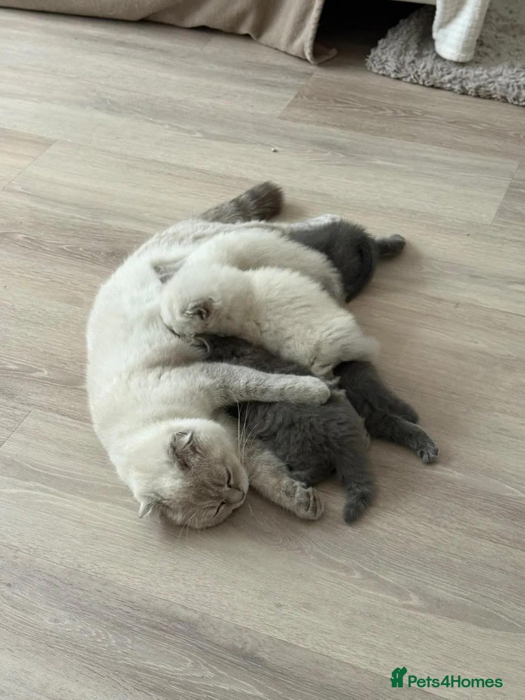 Scottish Fold cats for sale: Scottish fold kittens - Advert 25