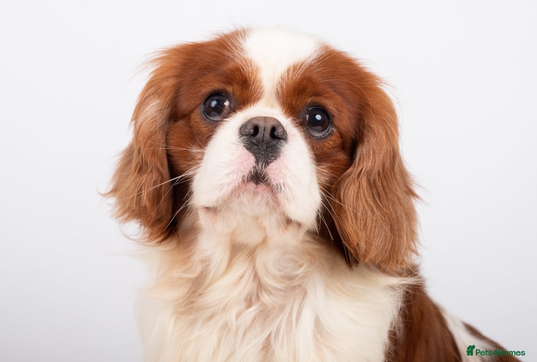 Cavalier King Charles Spaniel dogs for stud: KC EXCEPTIONAL IMPORTED HEALTH TESTED CAV STUD  in Hoddesdon - Advert 2