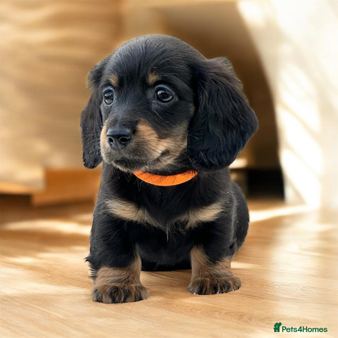 Miniature Dachshund dogs for sale: Miniature long haired dachshund  - Advert 4