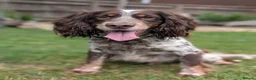 Cocker Spaniel dogs for sale: 3 female Cocker Spaniels  in Maidenhead - Advert 24