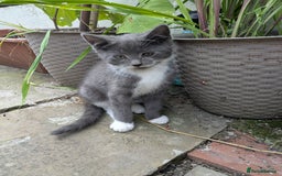Turkish Van cats for sale: Beautiful kittens for sale  - Image 1