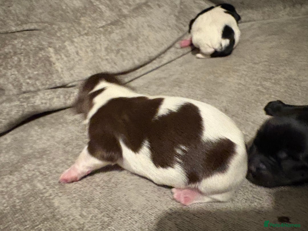 Mixed Breed dogs for sale: 5 BEAUTIFUL SPRINGER/SPROCKER PUPPIES FO SALE  - Advert 30