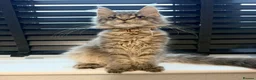 Maine Coon cats for sale: Stunning Polydactyl Maine Coon Female – Suede in London - Advert 2