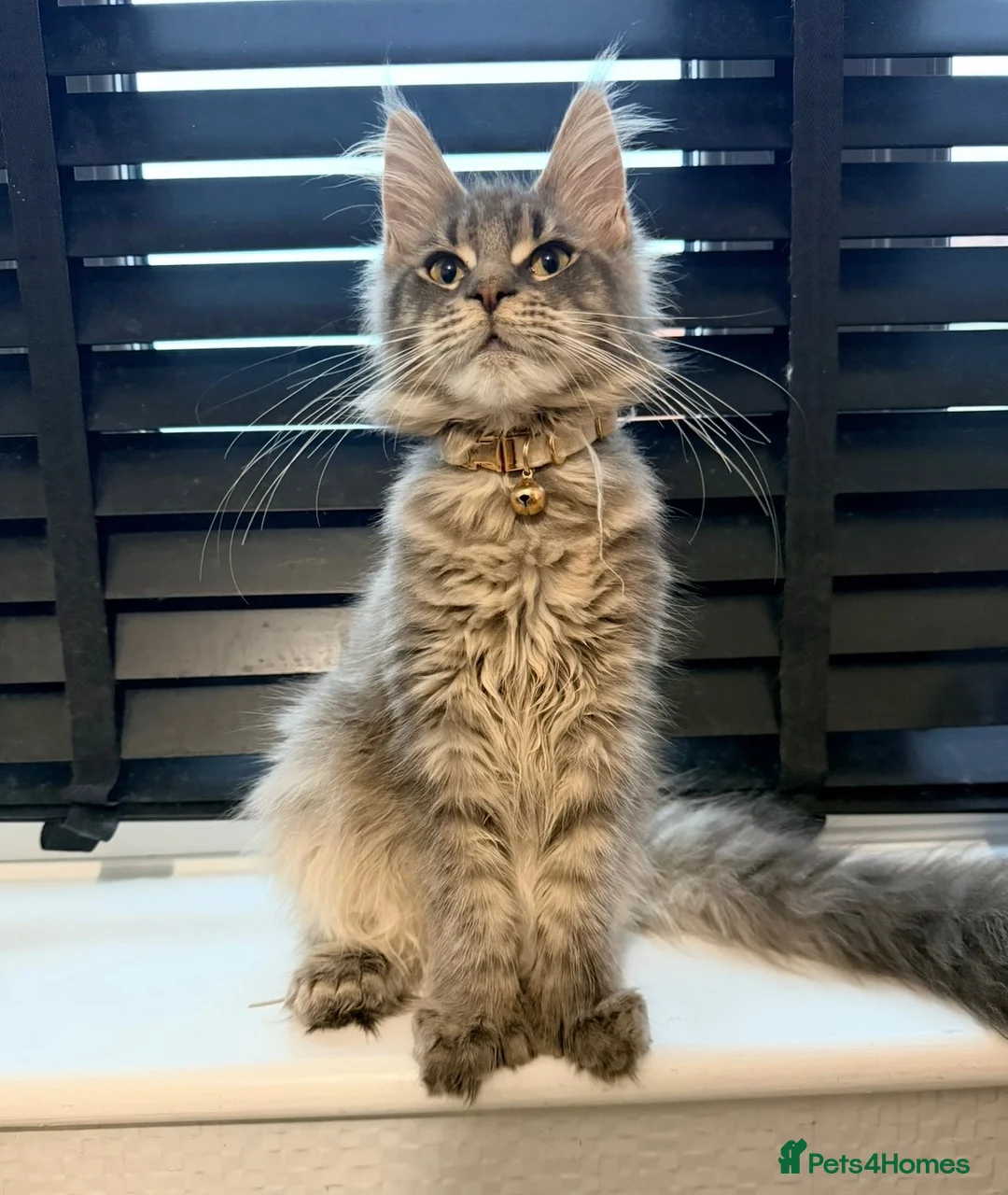 Maine Coon cats for sale: Stunning Polydactyl Maine Coon Female – Suede in London - Advert 2