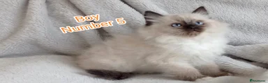 Ragdoll Kitten 5