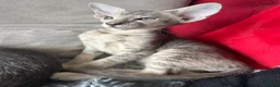 Peterbald cats for sale: Tica registered Peterbald girls  in Maidstone - Advert 3