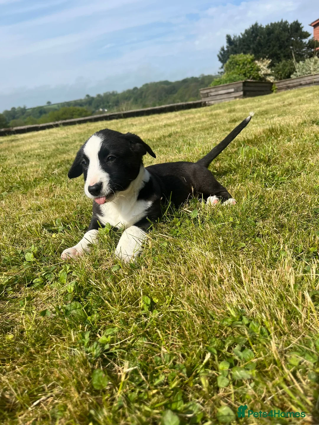 Mixed Breed dogs for sale: Cardigan Corgis in Llandysul - Advert 2