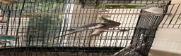 Cockatiels birds for sale: Terry in Bonnybridge - Advert 4