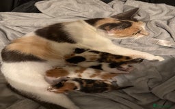 British Shorthair cats for sale: Calico kittens - Image 7