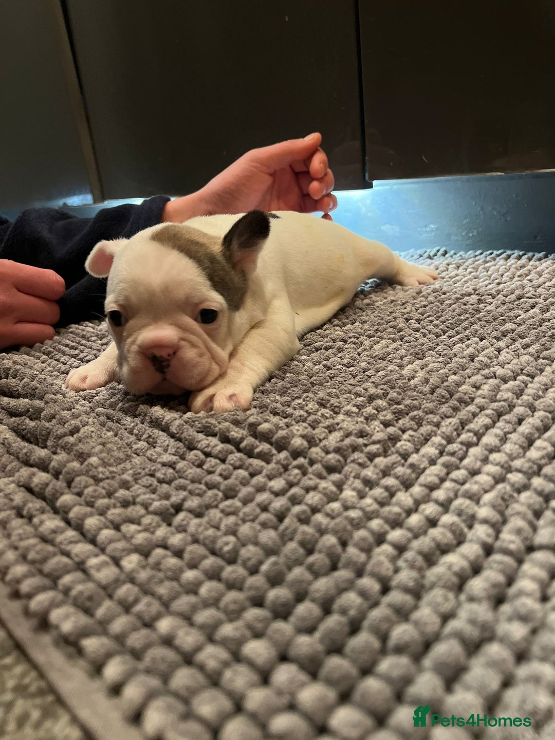 French Bulldog dogs for sale: ♥️Litter of 6 French Bulldog Puppies♥️ - Advert 26