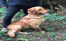 Goldador dogs for sale: Gorgeous Goldador Puppies for Sale - Image 5