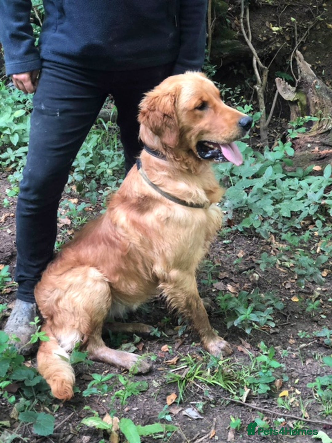 Goldador dogs for sale: Gorgeous Goldador Puppies for Sale - Image 5