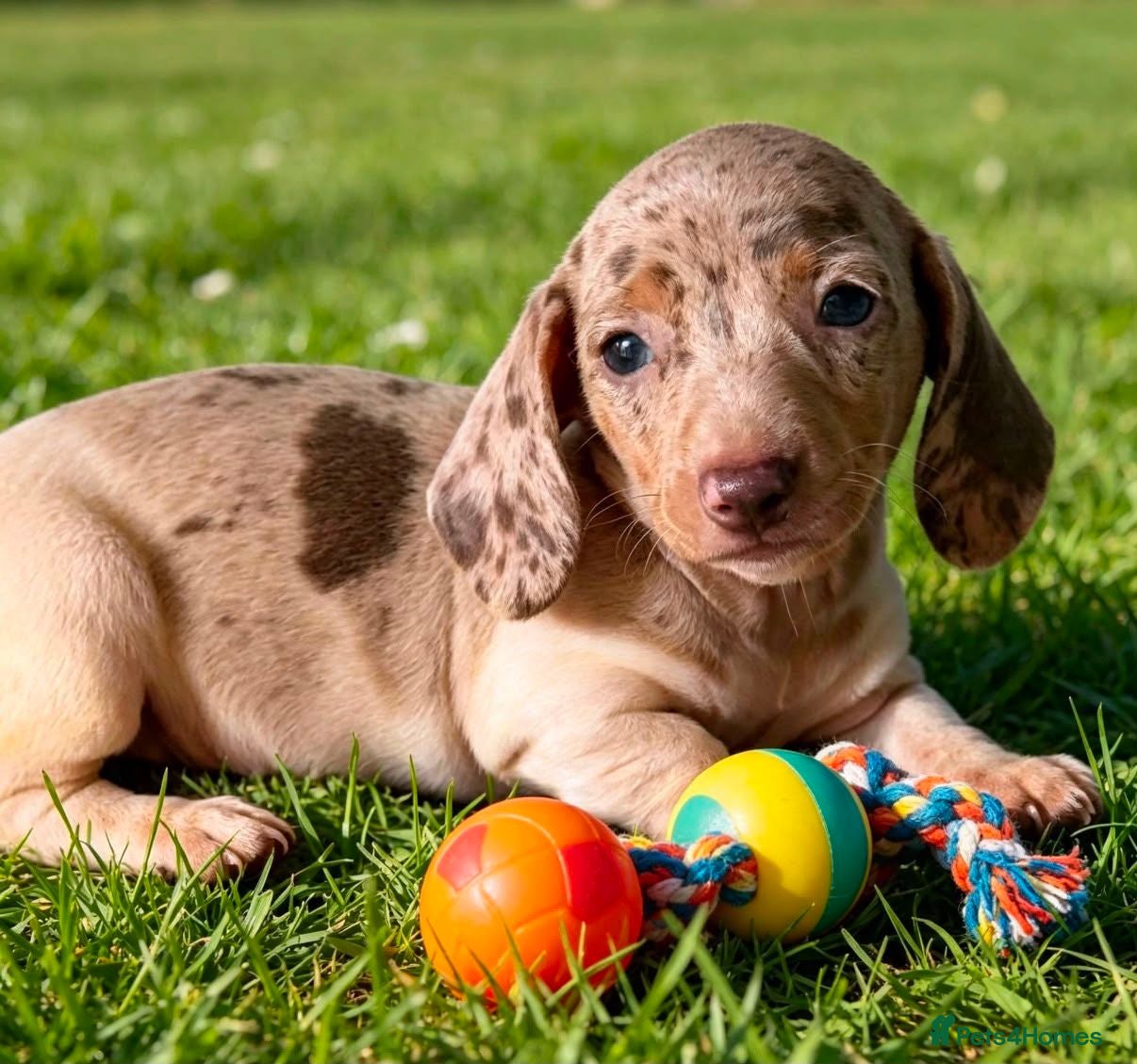 Miniature Dachshund dogs 🐾 Gorgeous Miniature Dachshund Puppies 🐾 - Advert 1