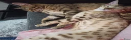 Bengal cats for sale: Sweet bengal kitten for sale - Advert 4