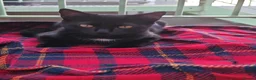 Mixed Breed cats for sale: 4 month old kitten - Advert 5