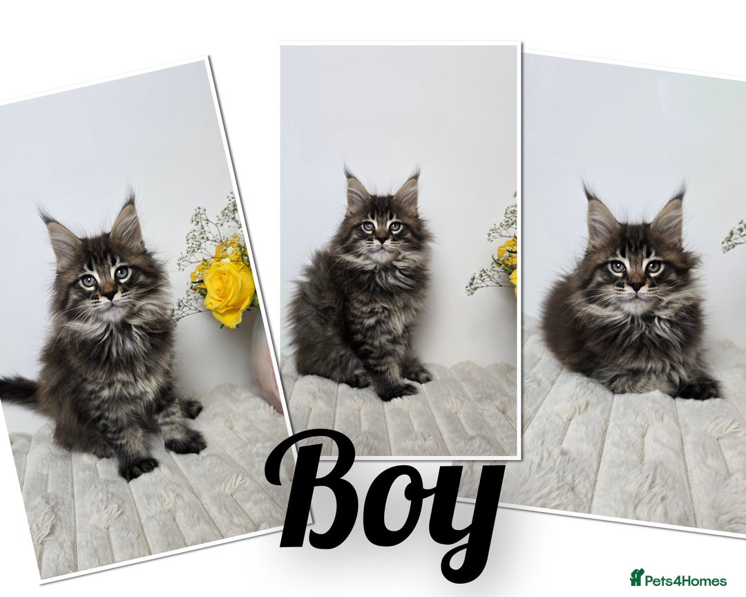 Maine Coon cats for sale: TICA registered maine coon kittens - Advert 5
