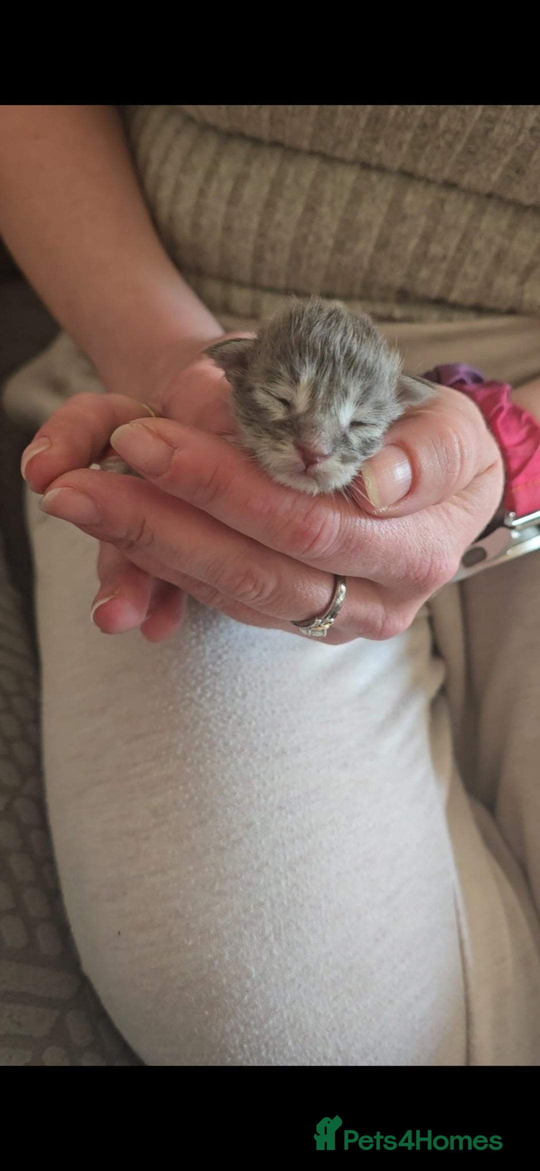 Maine Coon cats for sale: Take a look at these beautiful mainecoon kittens - Image 8