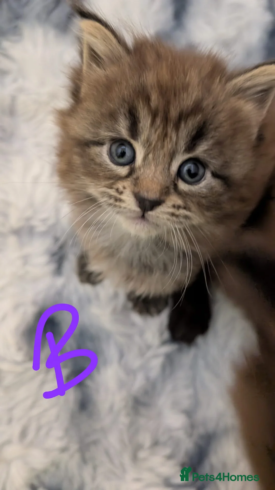 Maine Coon cats for sale: Maincoon kittens x3 - Advert 8
